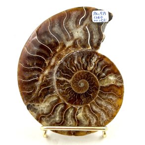Ammonit. Pr-6B. 