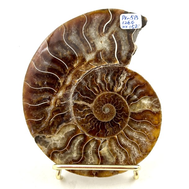 Ammonit. Pr-6B. 