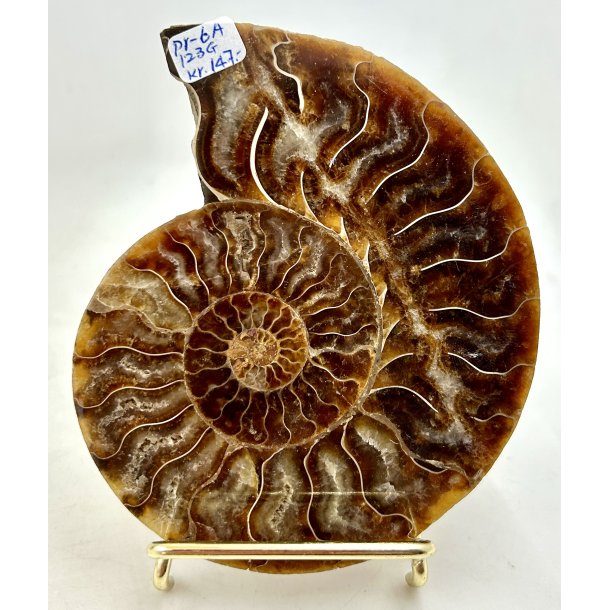 Ammonit. Pr-6A. 