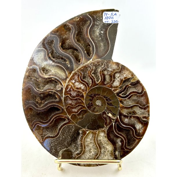 Ammonit. Pr-5A. 
