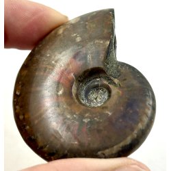 Ammonit opaliseret-1