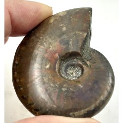 Ammonit opaliseret-1