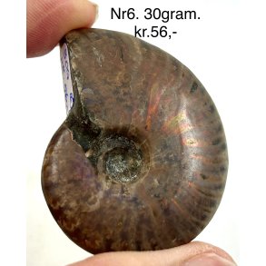 Ammonit opaliseret-6