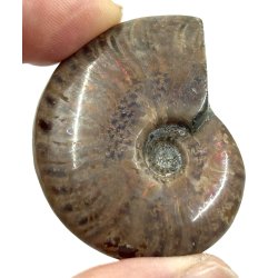 Ammonit opaliseret-6