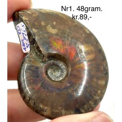 Ammonit opaliseret-1