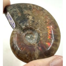 Ammonit opaliseret-3