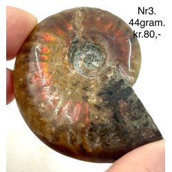 Ammonit opaliseret-3