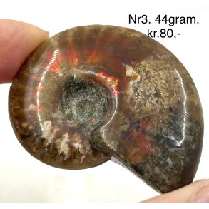 Ammonit opaliseret-3