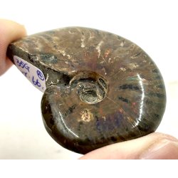 Ammonit opaliseret-4