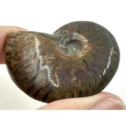 Ammonit opaliseret-4