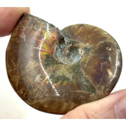 Ammonit opaliseret-5