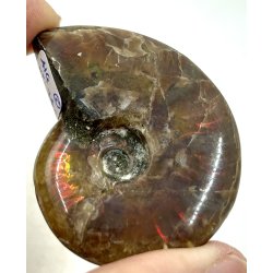 Ammonit opaliseret-5