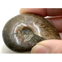 Ammonit opaliseret-4
