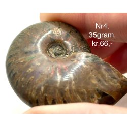 Ammonit opaliseret-4