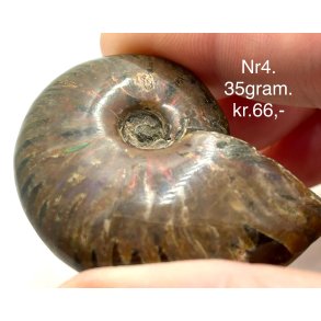 Ammonit opaliseret-4