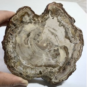 Forstenet træ skive.